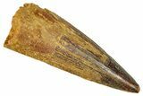 Fossil Spinosaurus Tooth - Real Dinosaur Tooth #350118-1